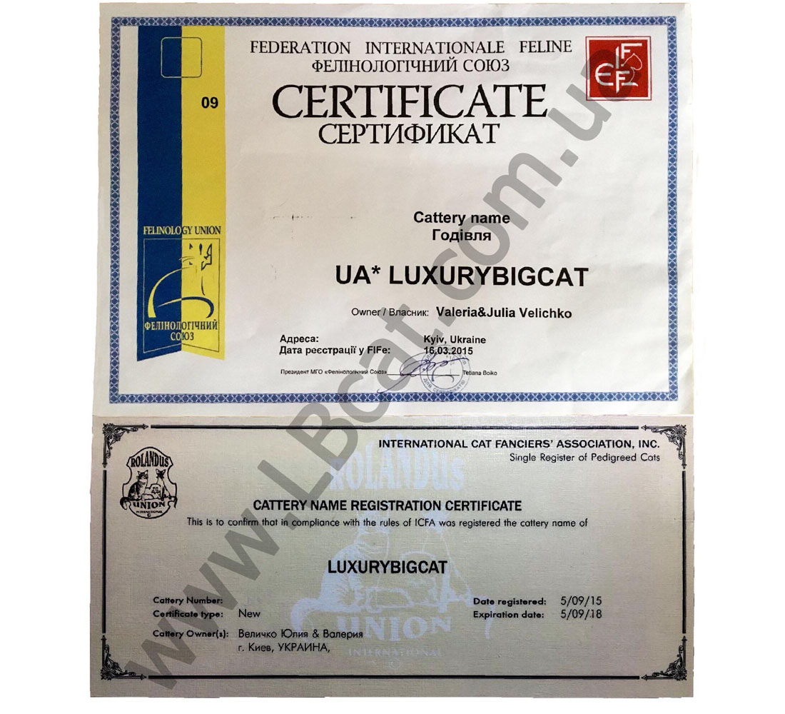 CertificateLBcatcomua3