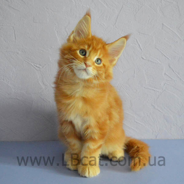 купить котенка мейн кун киев