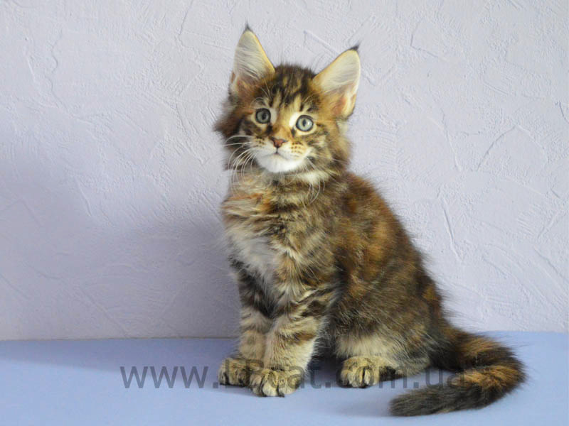 Мейн кун дешево