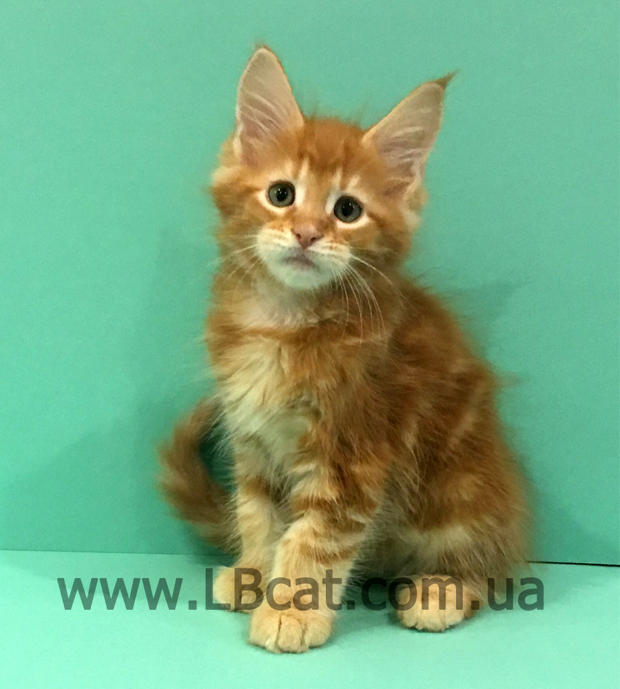купить котенка породы мейн кун