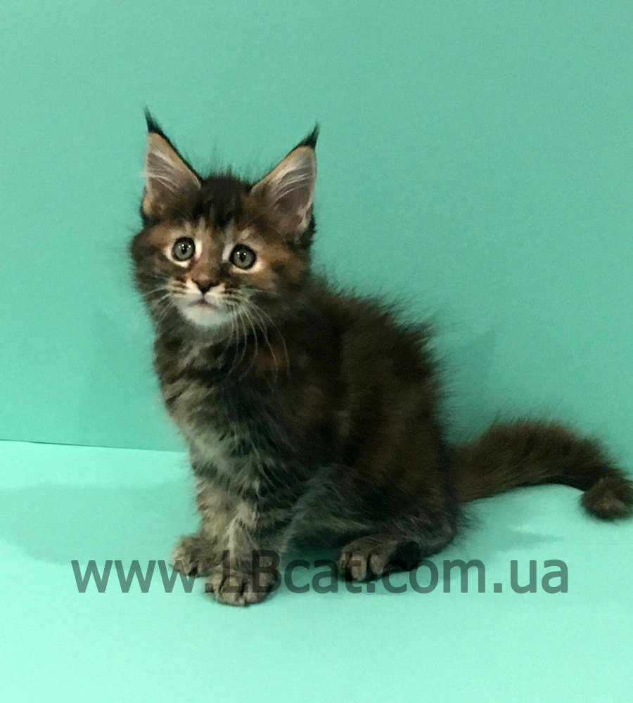 питомник мейн кунов