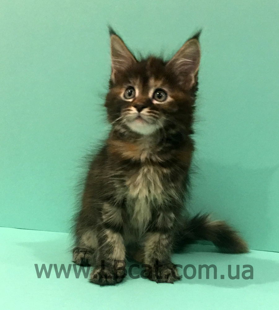 купить котенка породы мейн кун