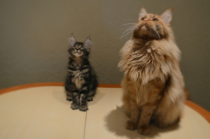 купить котенка мейн кун киев