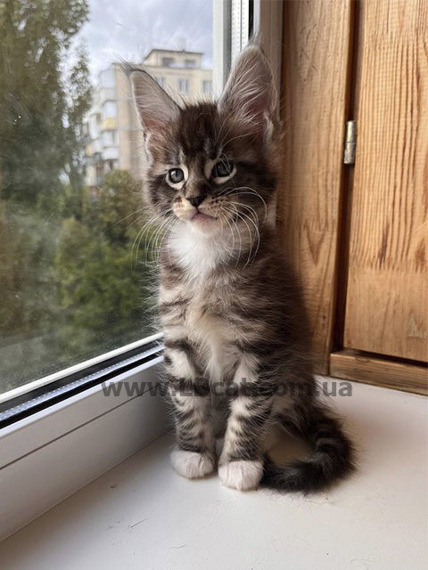 розплідник мейн кунів