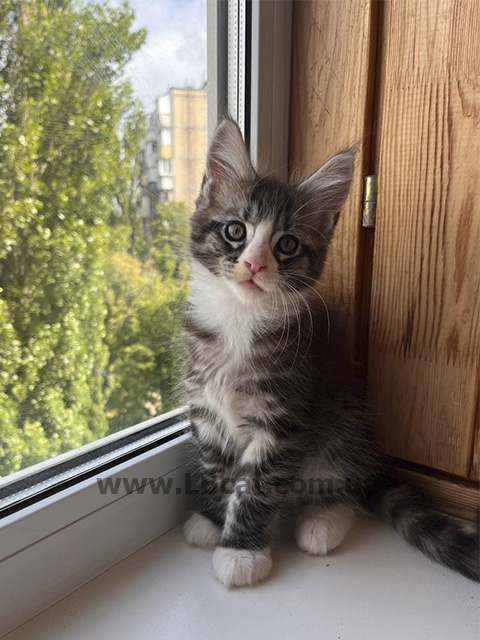 купить котенка породы мейн кун