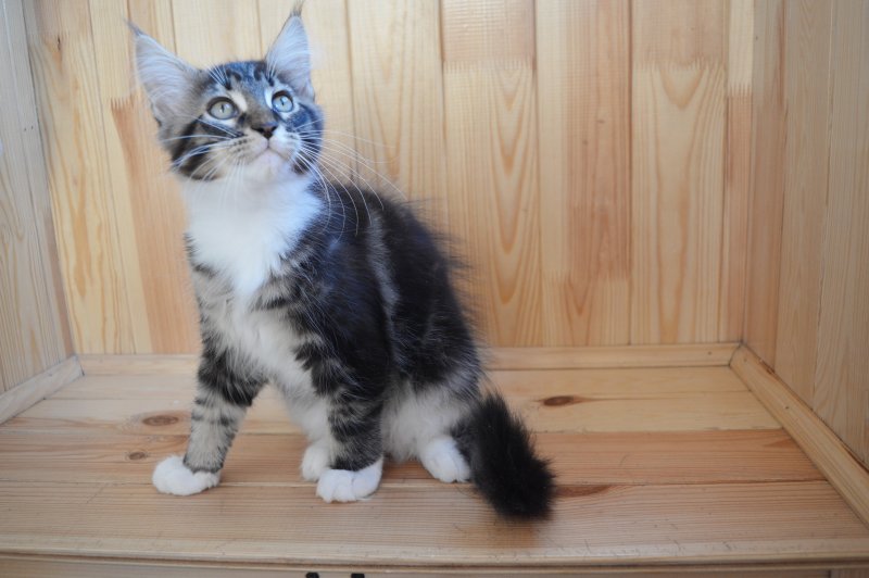 питомник мейн кунов