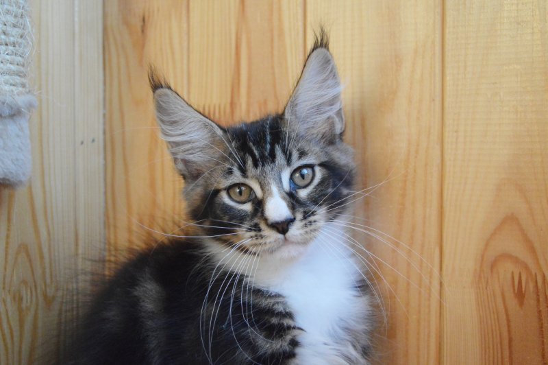 Купить котенка мейн кун