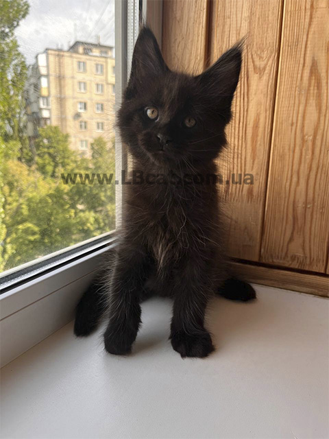 Купити кошеня Мейн кун