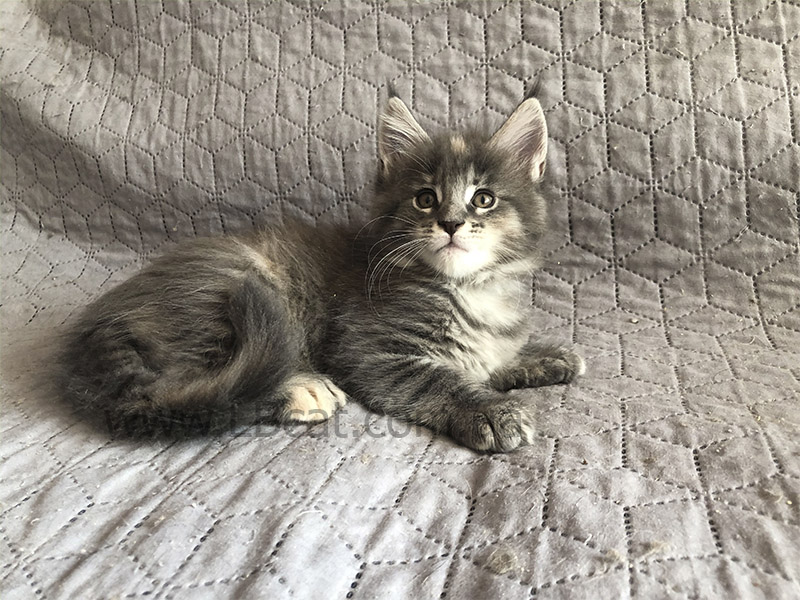 питомник мейн кунов