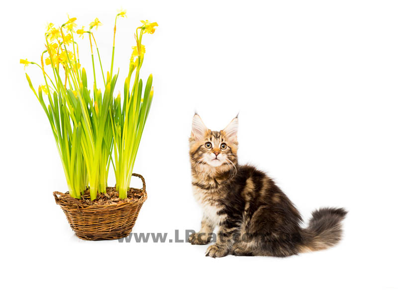 питомник мейн кунов