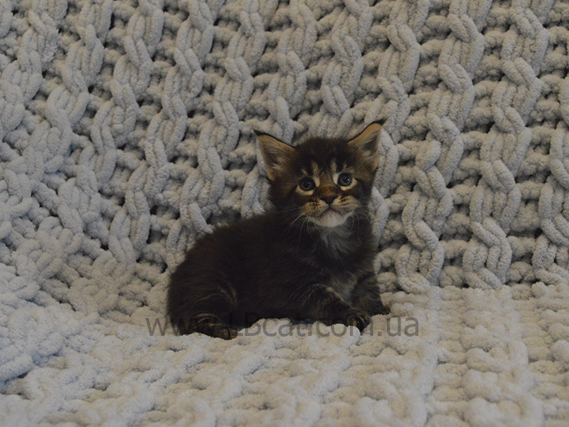 Мейн кун дешево