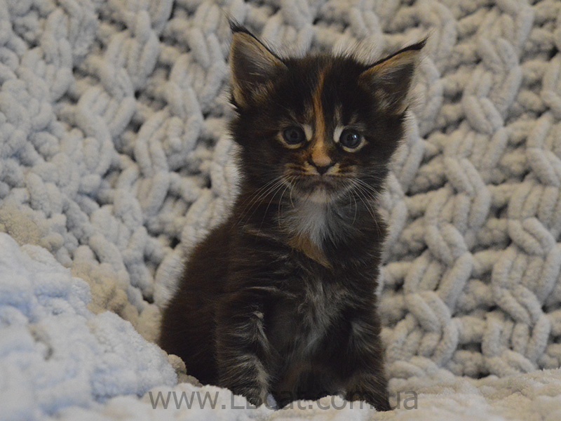 питомник мейн кунов