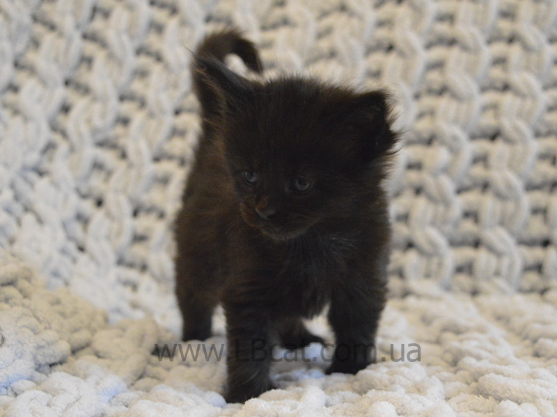 купить котенка породы мейн кун