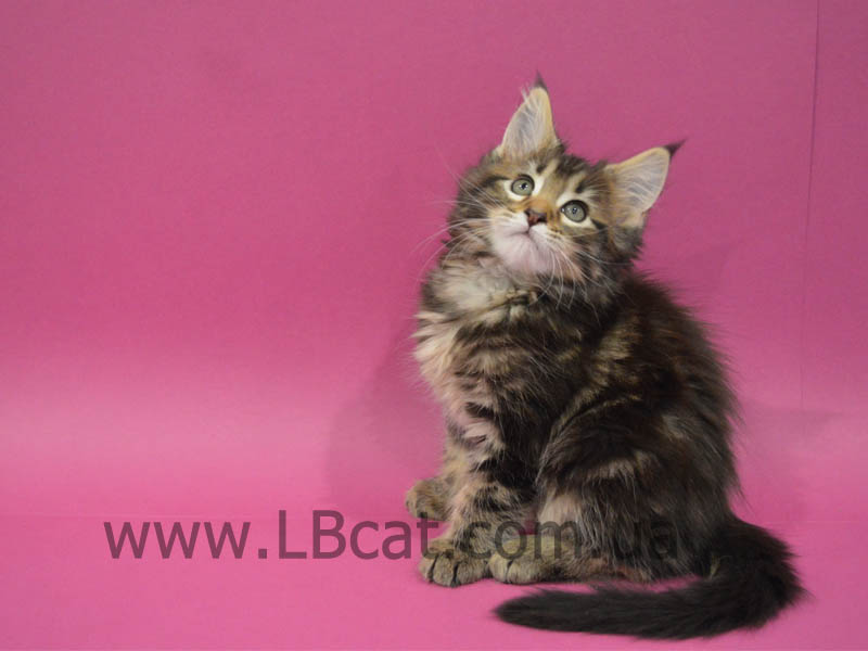 питомник мейн кунов