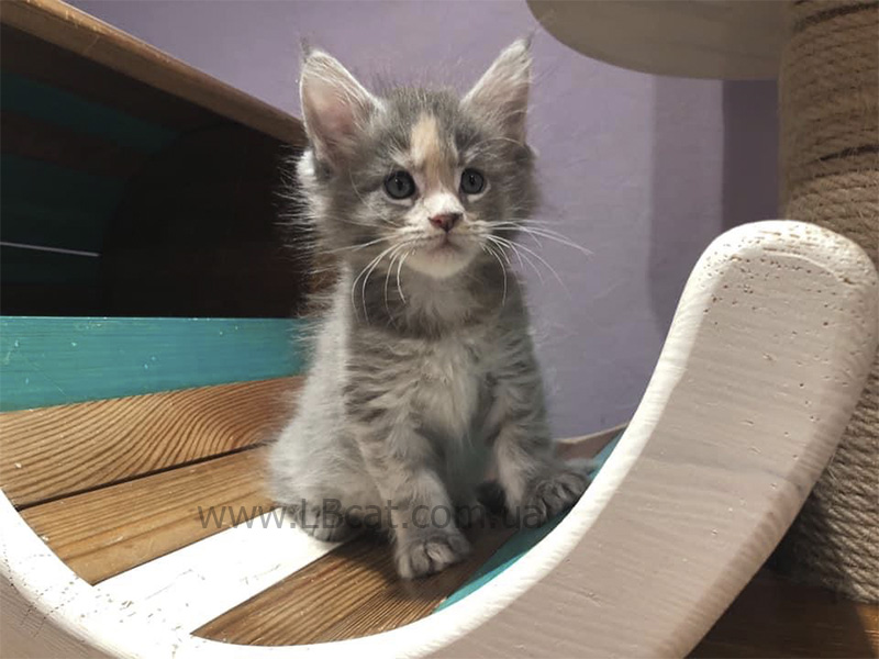 купить котенка породы мейн кун