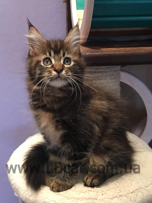 питомник мейн кунов