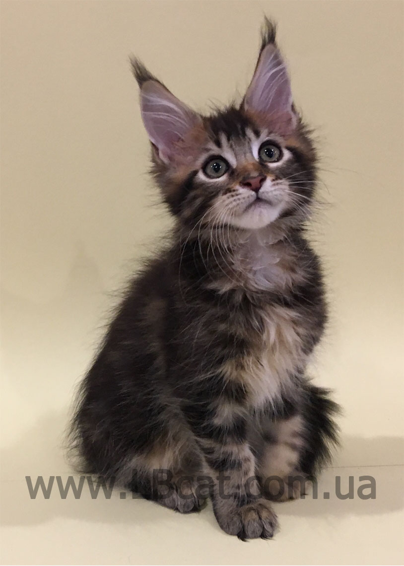 купить котенка мейн кун киев