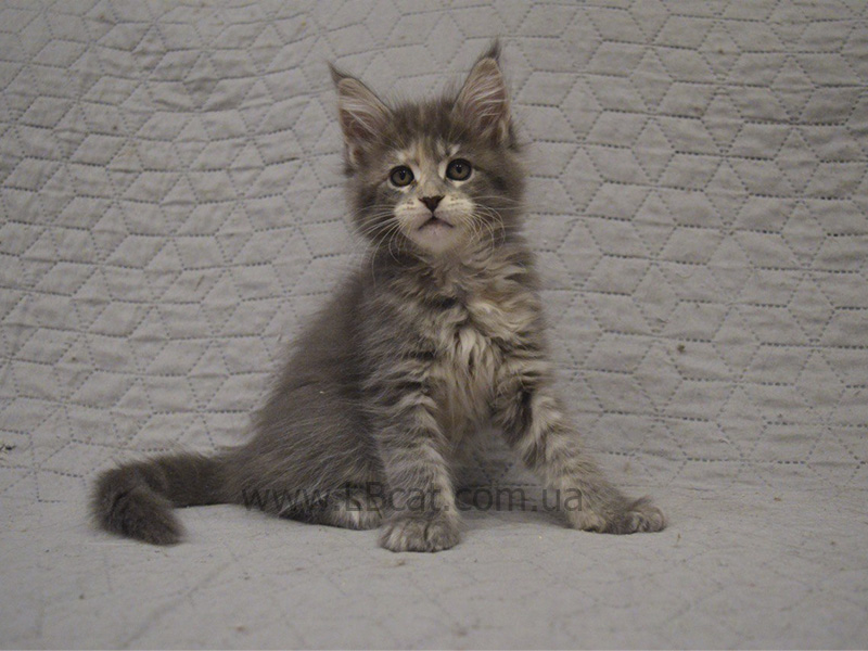 питомник мейн кунов