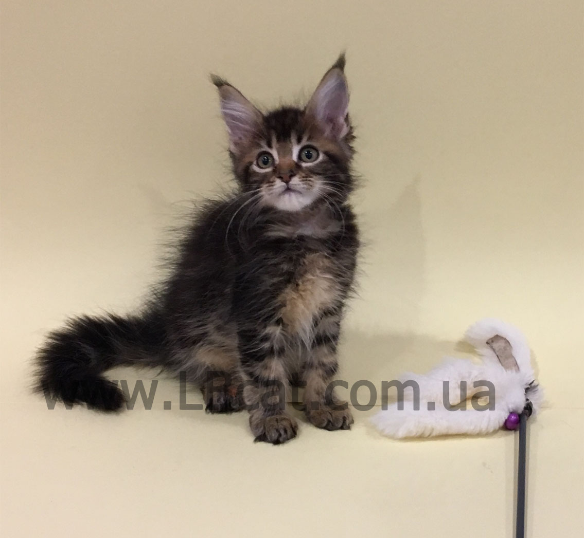 питомник мейн кунов