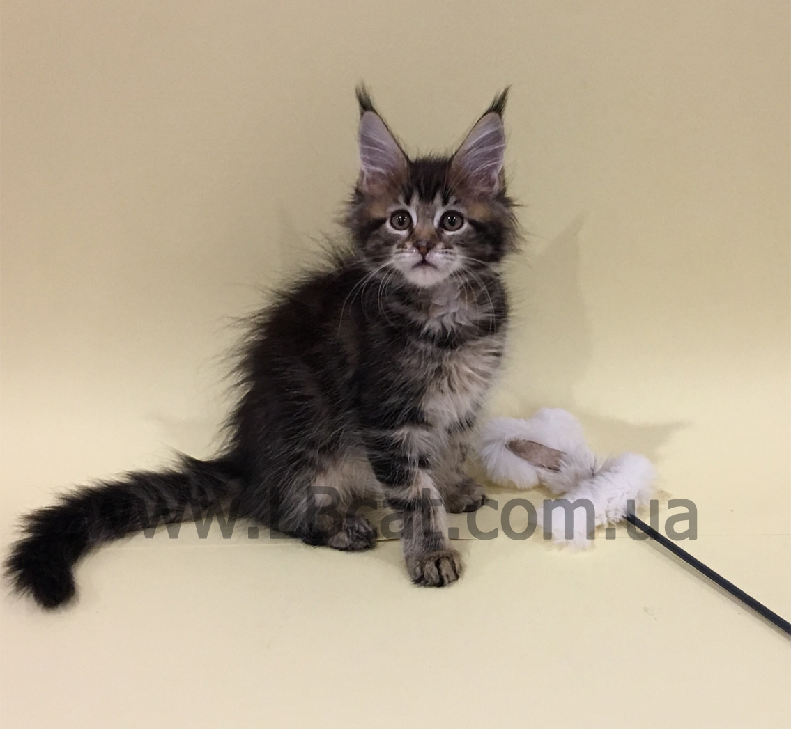 купить котенка породы мейн кун