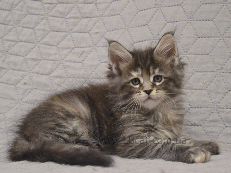 купить котенка мейн кун киев