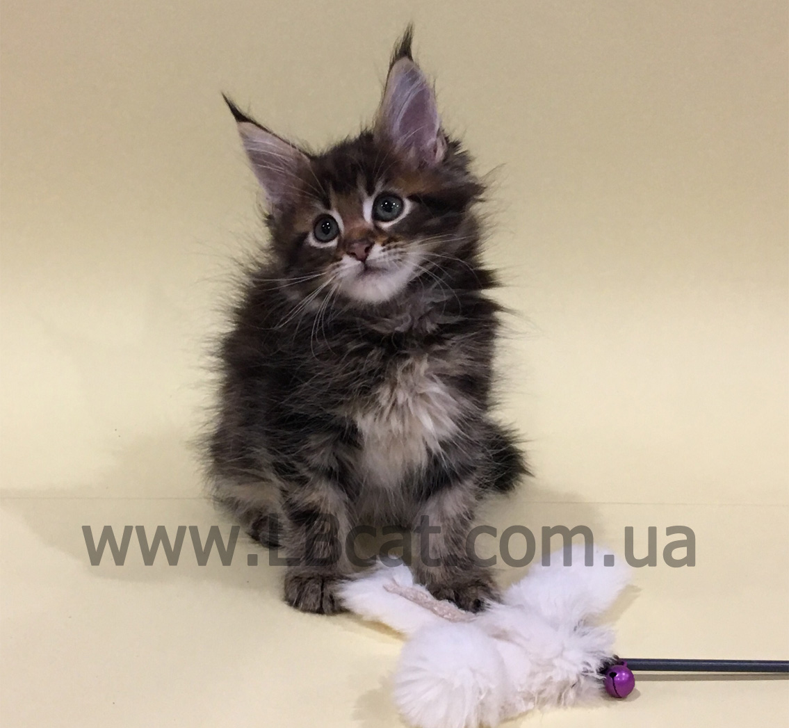 Мейн кун дешево