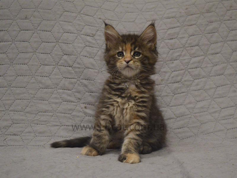 Мейн кун котята