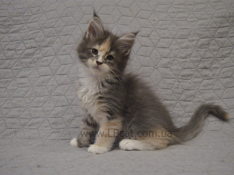 купить котенка породы мейн кун