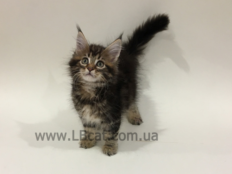 Мейн кун дешево