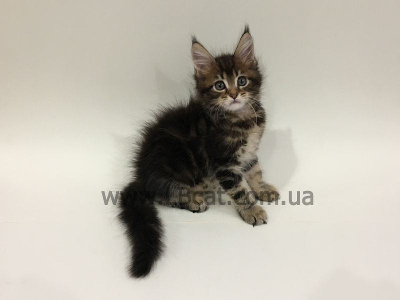 питомник мейн кунов