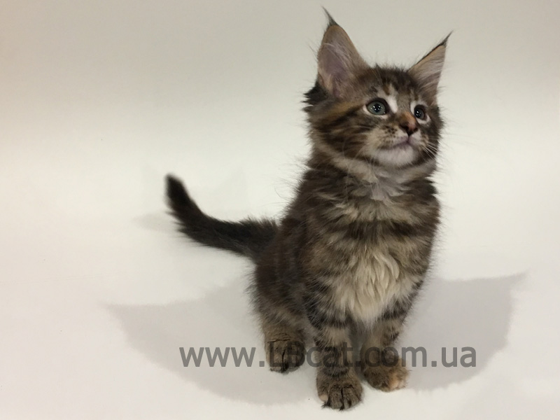 купить котенка мейн кун киев