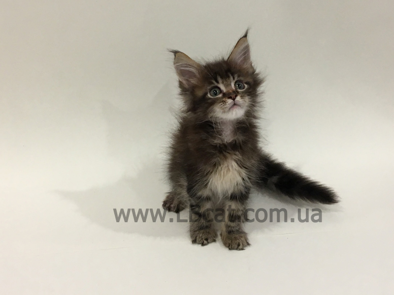 купить котенка породы мейн кун