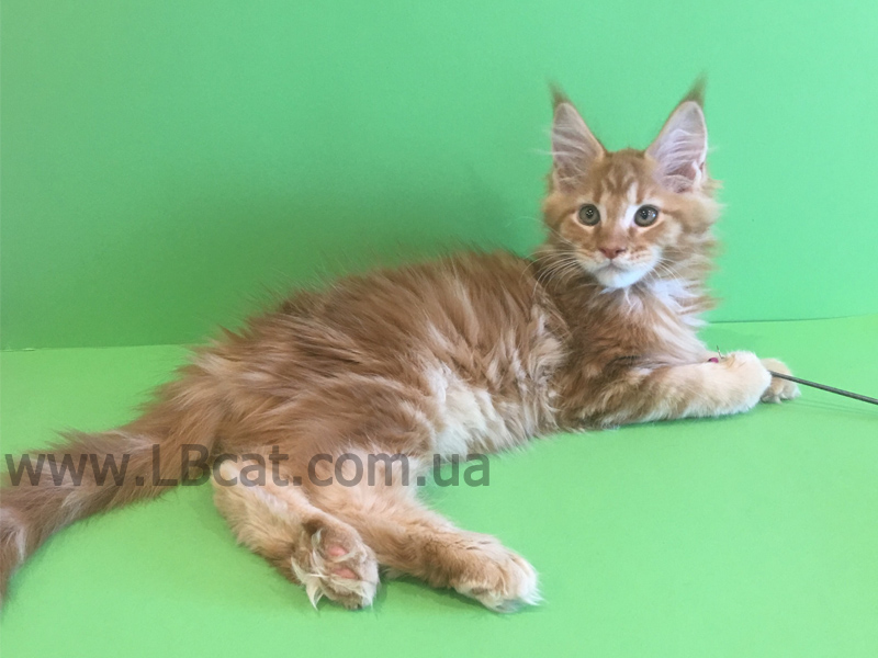 питомник мейн кунов