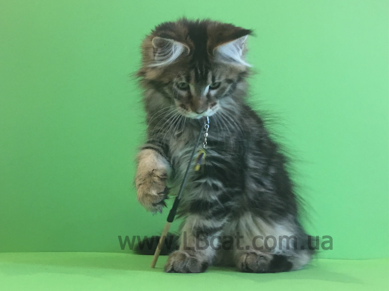 Мейн кун дешево