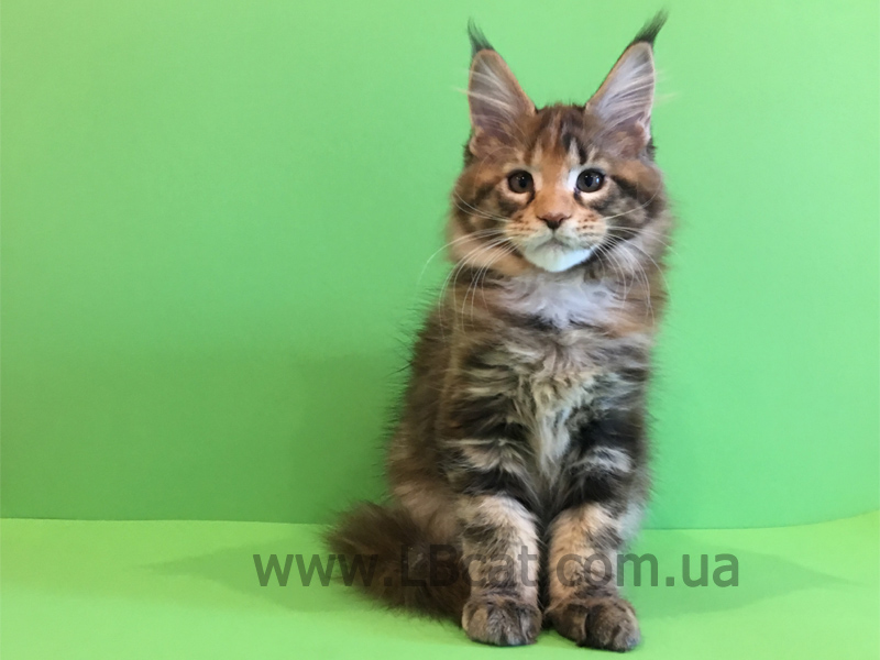 купить котенка мейн кун киев