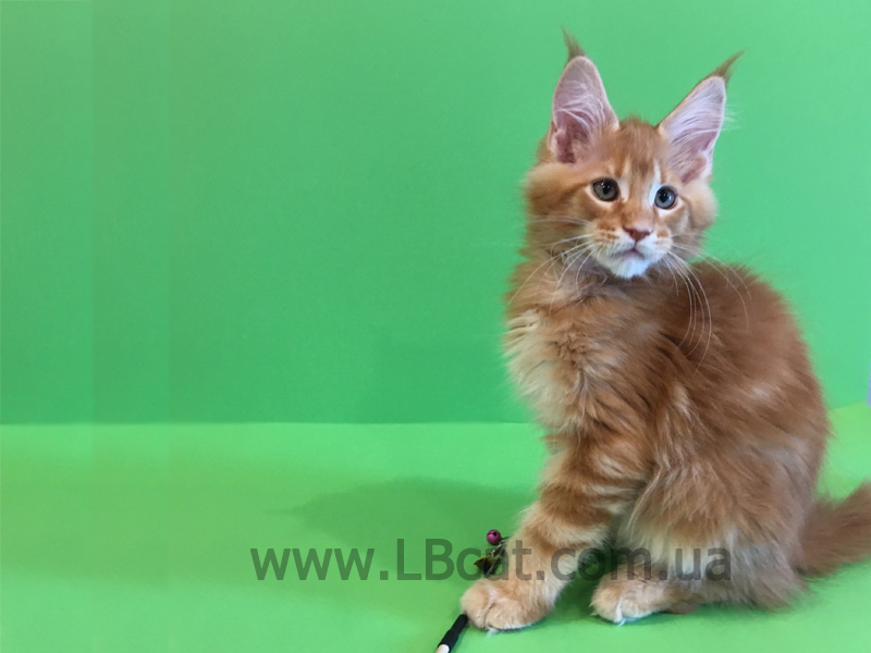 купить котенка породы мейн кун