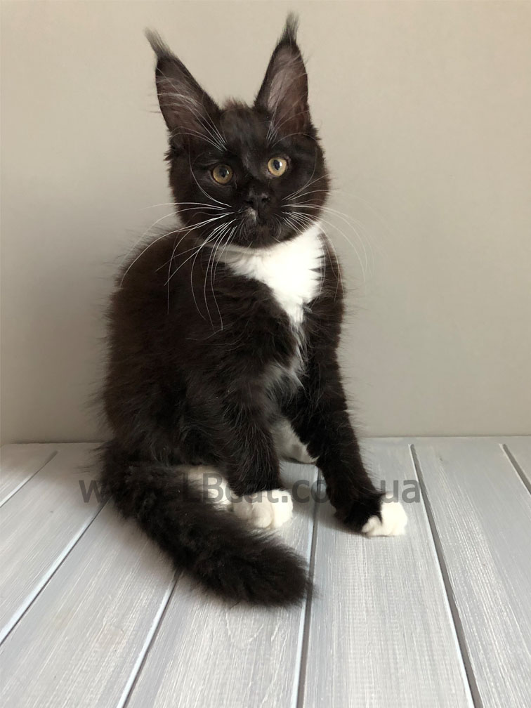 купить котенка породы мейн кун