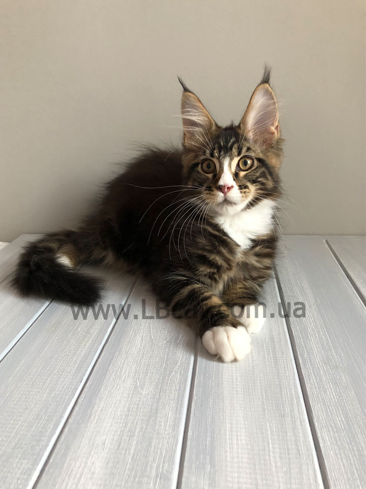 купить котенка мейн кун киев
