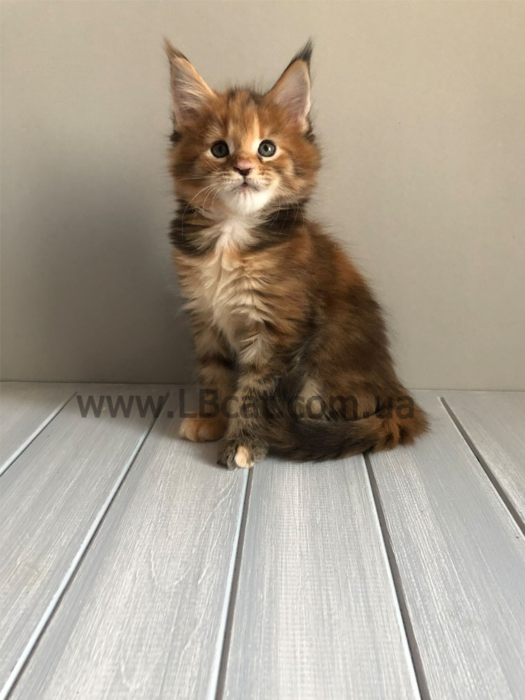 купить котенка мейн кун киев