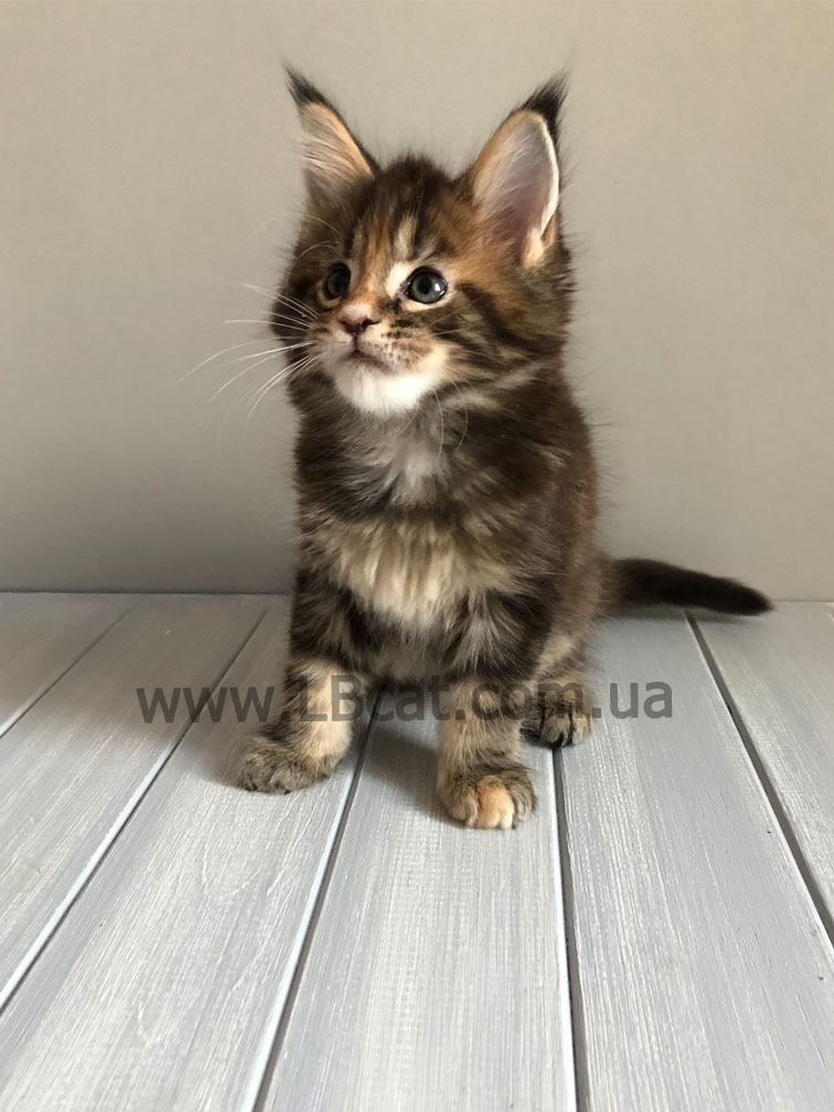 купить котенка породы мейн кун