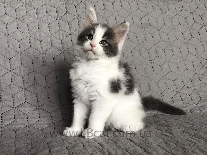 купить котенка мейн кун киев