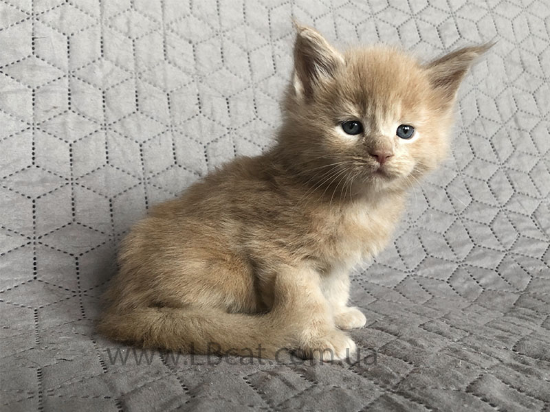 Мейн кун дешево