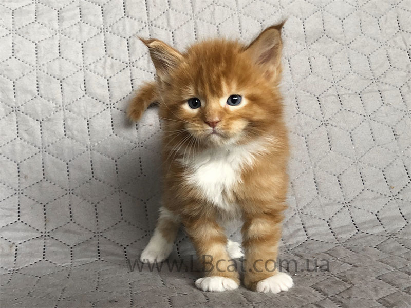 купить котенка породы мейн кун