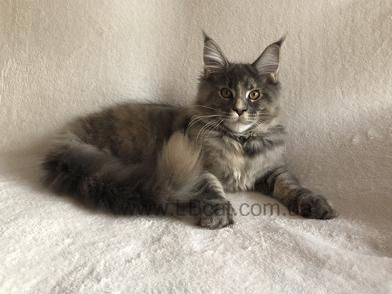 питомник мейн кунов