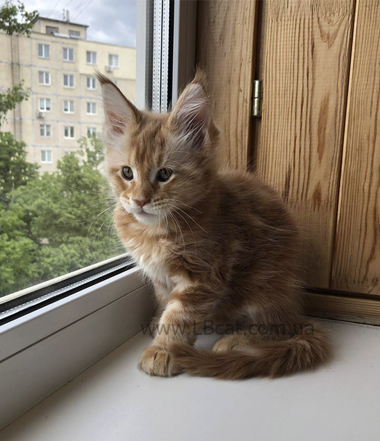 Мейн кун дешево