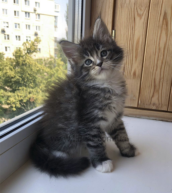 купить котенка мейн кун киев
