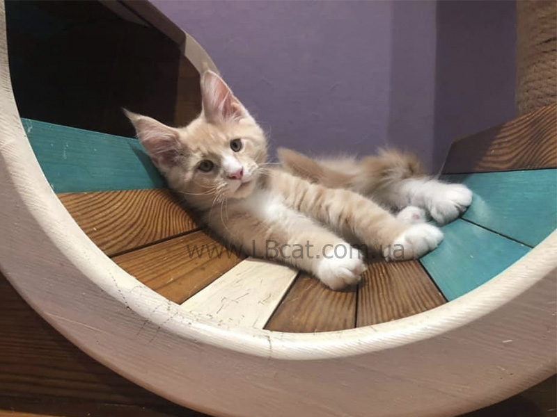 питомник мейн кунов