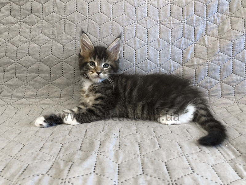 питомник мейн кунов