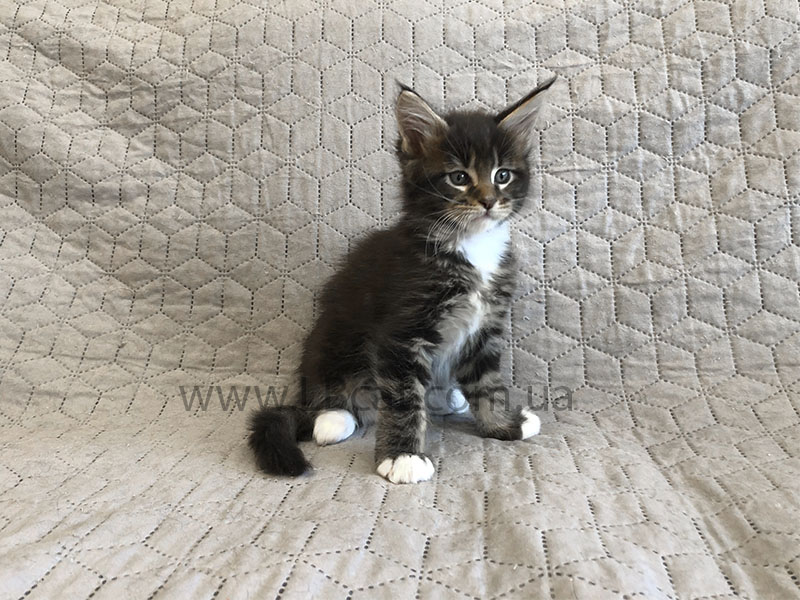 купить кота