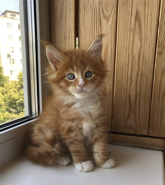 питомник мейн кунов